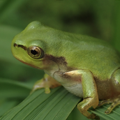 進化論的お悩み相談