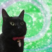 幸運の黒猫★あなたのトリセツ丁寧に見ます