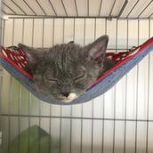 動物病院経営をしている獣医師