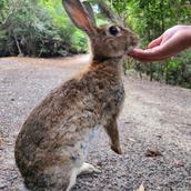 まったりのんたろう