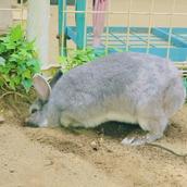 うさぎ花