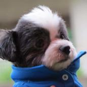 るい−愛犬愛猫をかわいくAIデザイン−