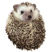ハリネズミ隊長
