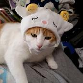 ママさんトレーダー