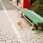ねこSE