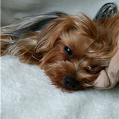 ゆうえんち@ゲーム制作