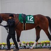 馬体の真実