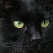 黒キャット