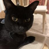 かずき：Power Platform