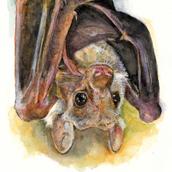 茄椅菰（Keiko）