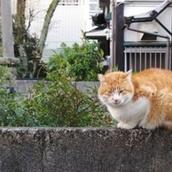 mizuhop