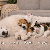 サモエド計画