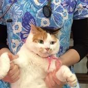 獣医師ふー　犬猫の中毒情報発信