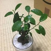大吉の陽