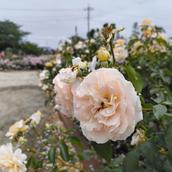 あなたの心の止まり木、ラズベル