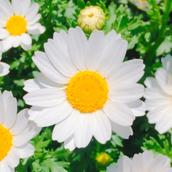 daisy デイジー