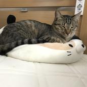 すぎりー