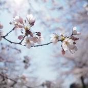 Ａｎｎａ Μισέλ