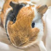 ふだし＠エンジニア