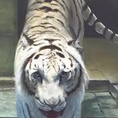 penart