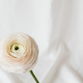 Ranunculus0321