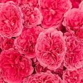 占い　紅芭　～くれは～