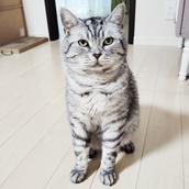 セラピストMelissa