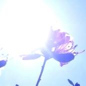 エミリィ