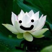 WHITELOTUS 時雨舞