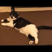 recat