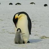 Emperor Penguin