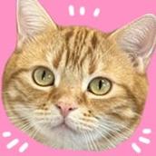 ねこしま「ネコ3匹の通訳者」だにゃ。