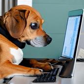 support dog