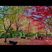 よりそい【認知症介護苦悩お話聞き】