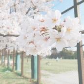 花野あめ
