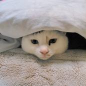 みやこう825