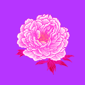 絵屋芍薬