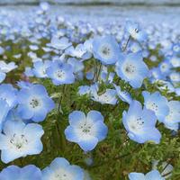 にっちちちちちちさんのプロフィール ココナラ