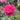 wakahealingflower