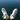 amia_bms