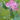 明香璃