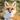 FOXさん