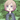 イヌ子