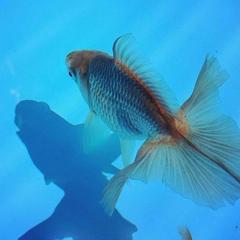 裏庭錦魚繁殖場さん 金魚 メダカのブリーダー のプロフィール ココナラ 裏庭錦魚繁殖場さん 金魚 メダカのブリーダー のプロフィール ココナラ