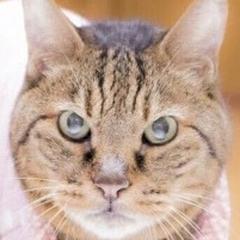 きじねこ さんのプロフィール ココナラ