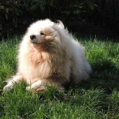 あすら んさんのプロフィール ココナラ