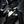 黒兎　NOIR
