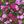 Flowers_lovely