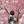 わこ　