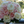 Lilly333